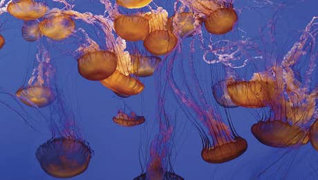 Jellyfish Art
