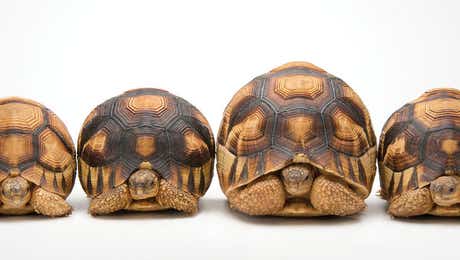 Joel Sartore