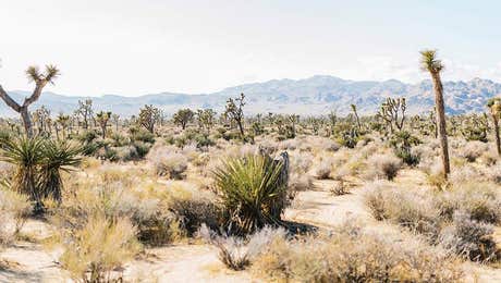 Joshua Tree National Park