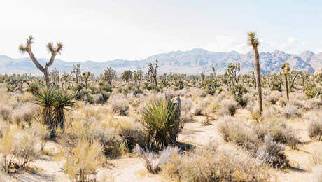 Joshua Tree National Park