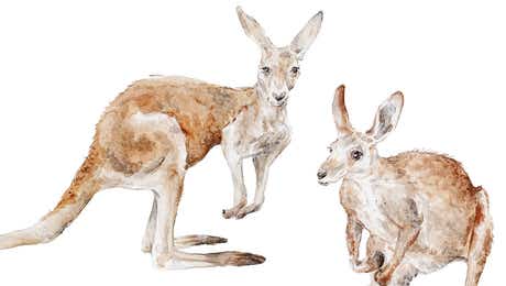 Kangaroo Art