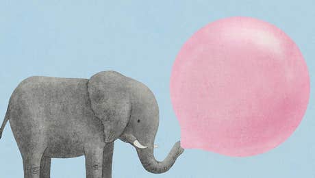 Animal Illustrations