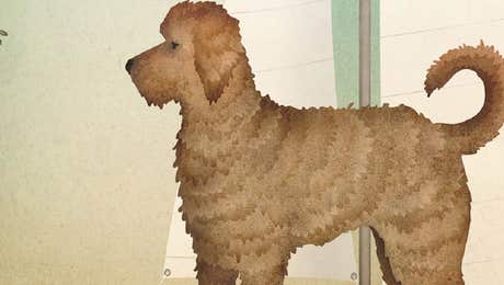 Labradoodle Art