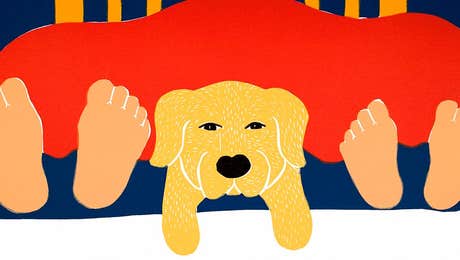 Labrador Retriever Art
