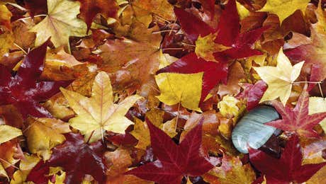 Leaf Art