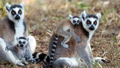 Lemur Art