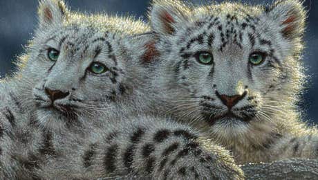 Leopard Art