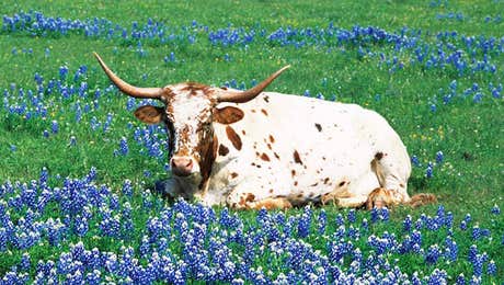 Longhorn Art