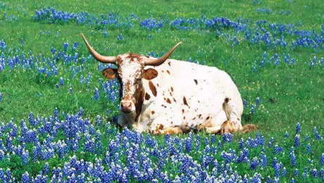 Longhorn Art