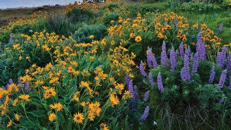 Lupines