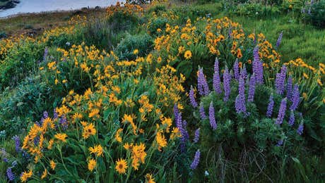 Lupines