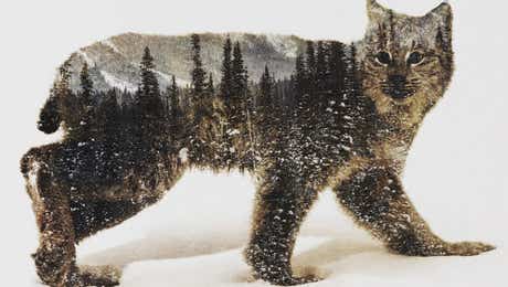 Lynx Art