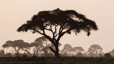 Maasai Mara National Reserve