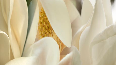 Magnolia Art