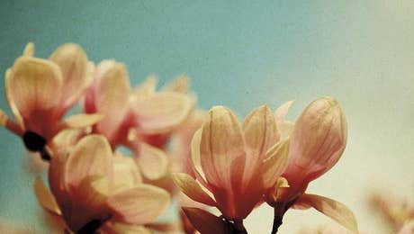 Magnolia Art