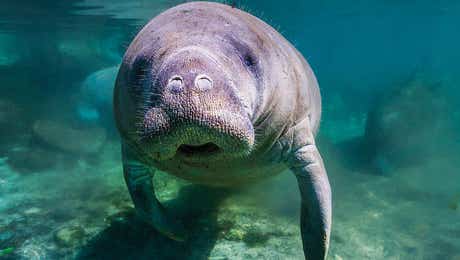 Manatee Art