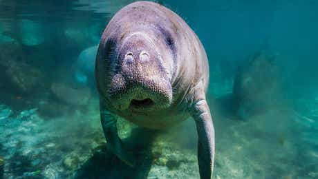 Manatee Art