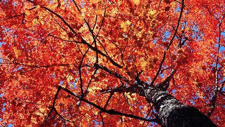 Maple Tree Art
