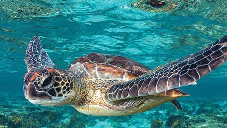 Marine Life Conservation