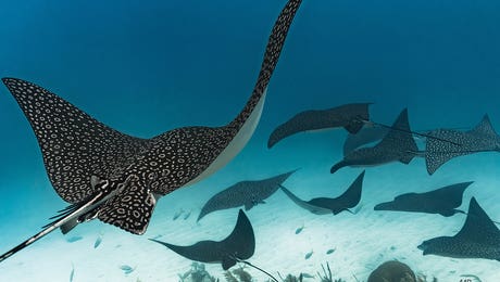 Max Blakesberg Studios Art