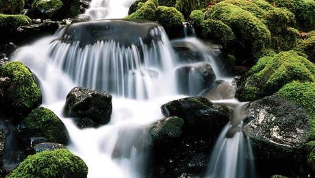 Moss Art