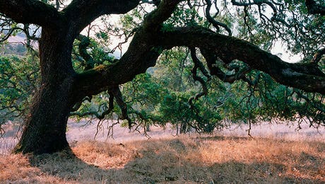 Oak Tree Art