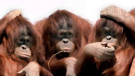 Orangutan Art