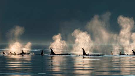 Orca Whale Art