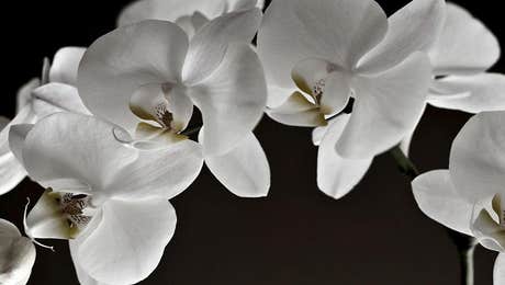 Orchid Art