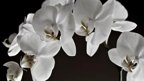 Orchid Art