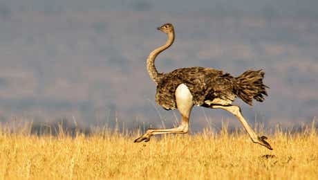 Ostrich Art