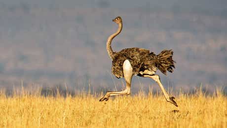 Ostrich Art