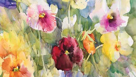 Pansies