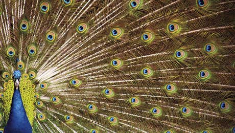 Peacock Art
