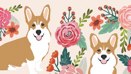 Pembroke Welsh Corgis