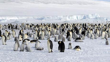 Penguin Art