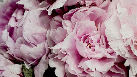 Peony Art