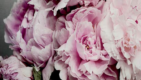 Peony Art