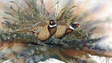 Pheasant Art