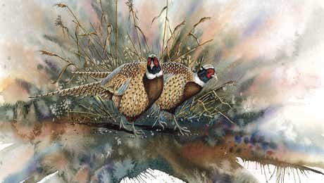 Pheasant Art