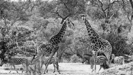 African Safari