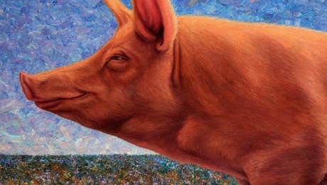 Pig Art