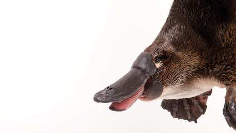 Platypuses