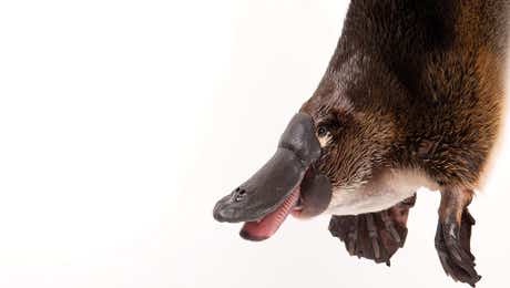 Platypuses