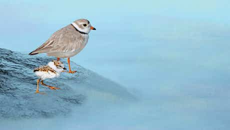 Plovers