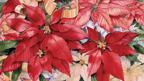 Poinsettia Art