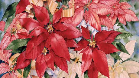 Poinsettia Art