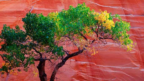 Poplar Tree Art
