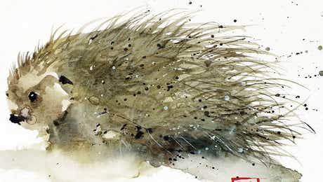 Porcupines