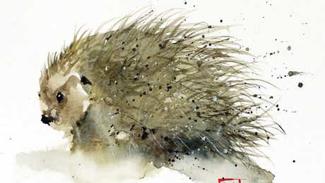 Porcupines